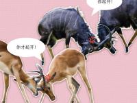 爱奇艺体育-生死搏斗！两队将进行一场决定性的比赛